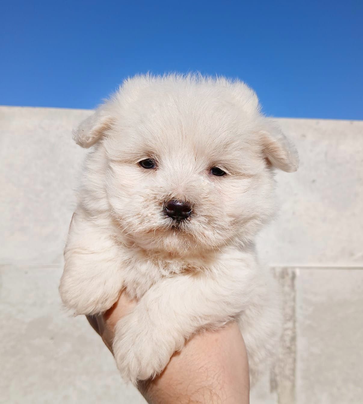 Asigur transport !!! Pui Bichon Maltez mini toy de exceptie !!!