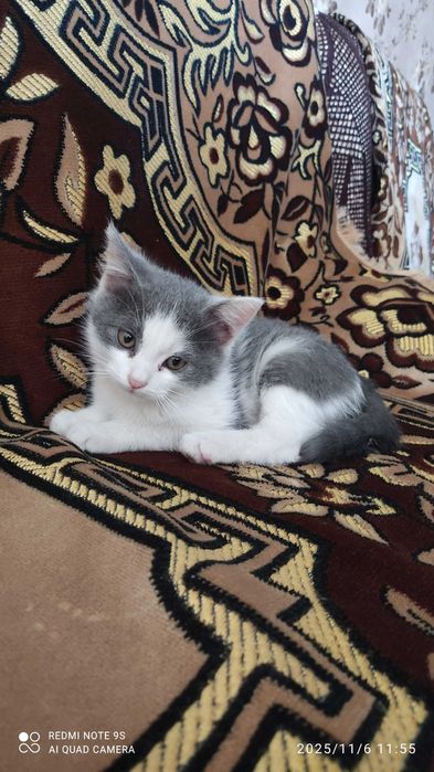 котята, отдам бесплатно