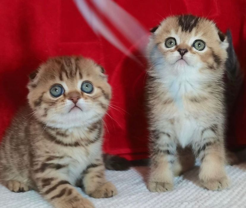 Шикарные шотландские котята