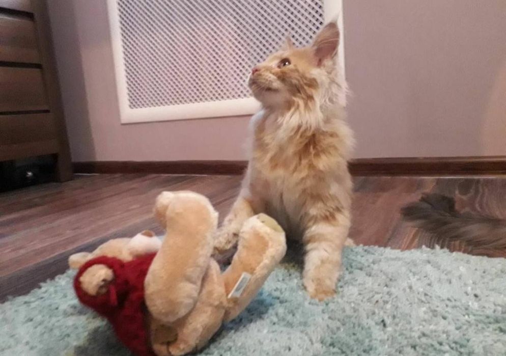 Котята мейнкун продаю