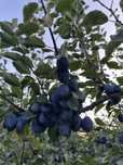 Prune bio din livadă proprie – soi Stanley