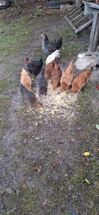 Vând cloșcă cu 9 pui