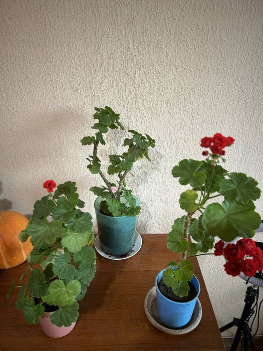 Продам пеларгонию  Андреас Розебуд, королевскую герань