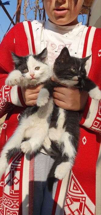 Mehribon qo'llarga mushukchalar hadiyaga