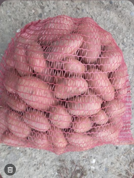 Cartofi de consum si pentru animale