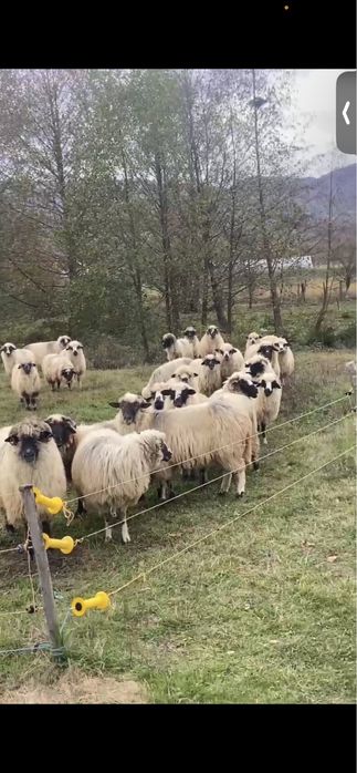 Vând 17 oi gestante + 3 berbeci + 4 miele –