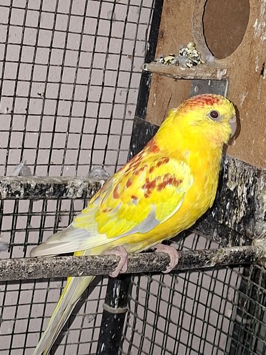 De vânzare papagali cantatori