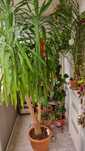 De vanzare Planta de interior - Yucca 2m (Iuca)