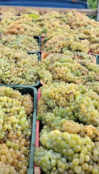 Vand struguri de vin productie 2025 sibiu