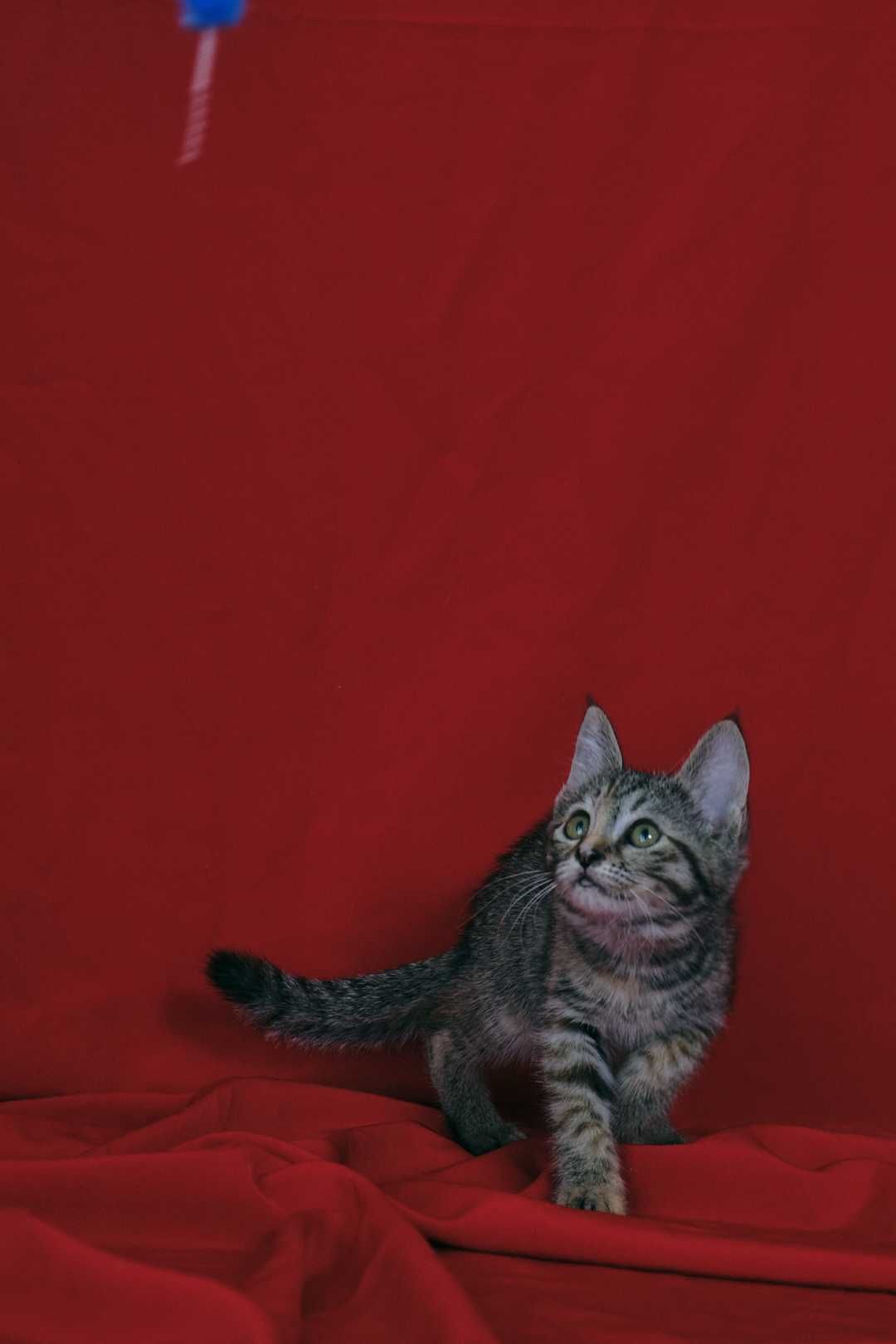 Котенок девочка 2,5 месяца