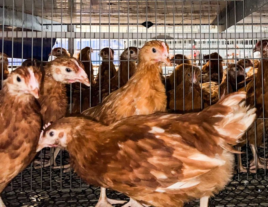 Comandă acum - Puicuţe ouătoare – Lot Limitat