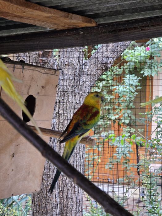 Atlas pevchi to'tiqush