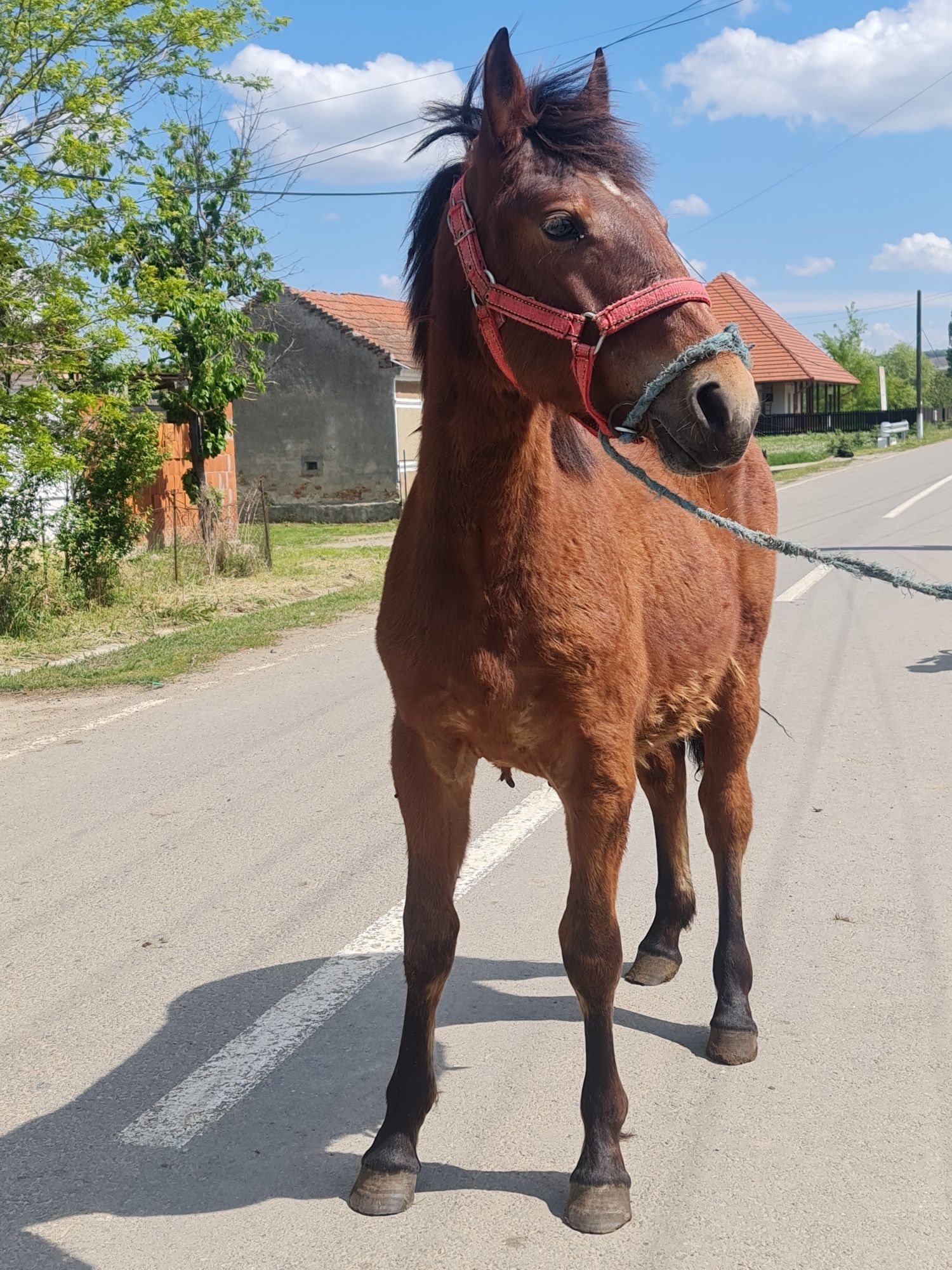 Vând o manza frumoasa