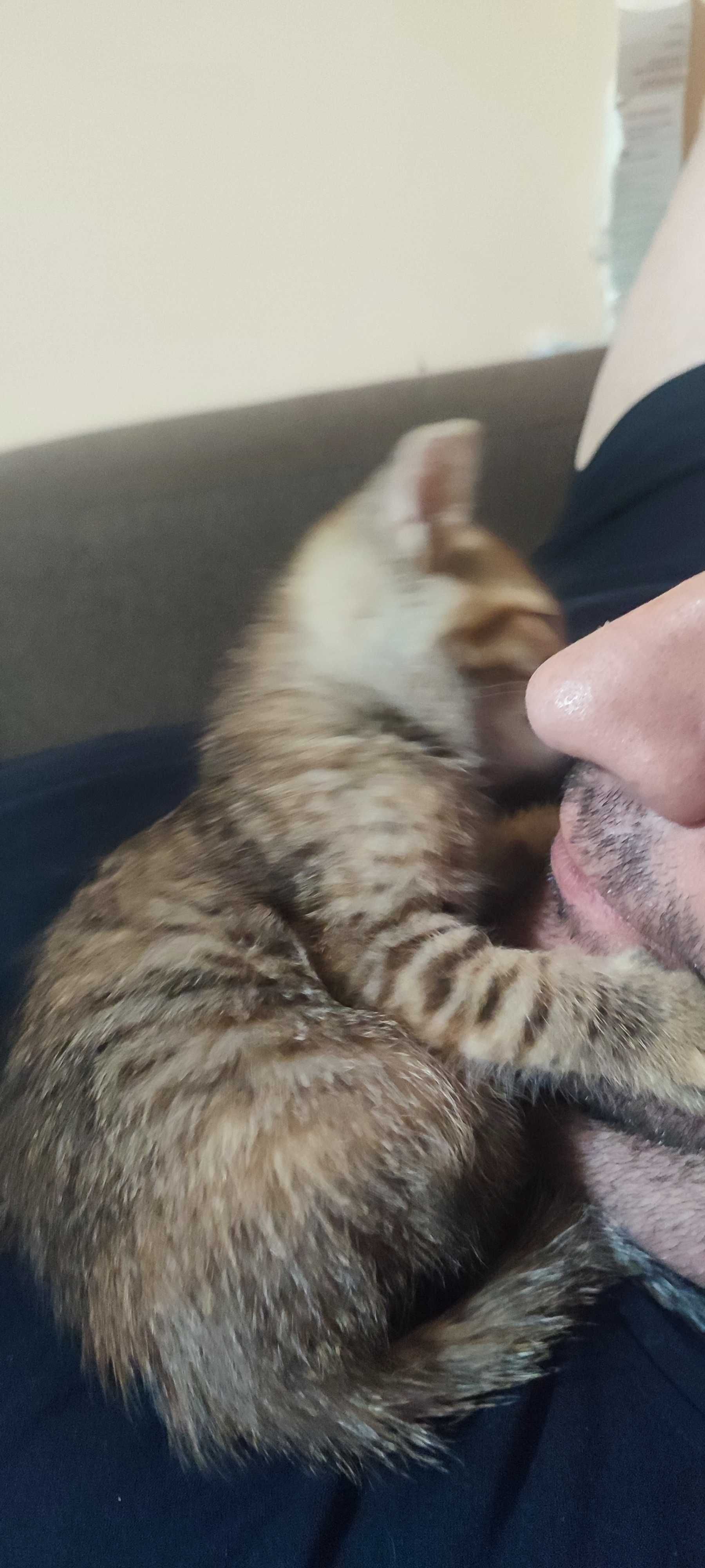 Подарявам коте  женско