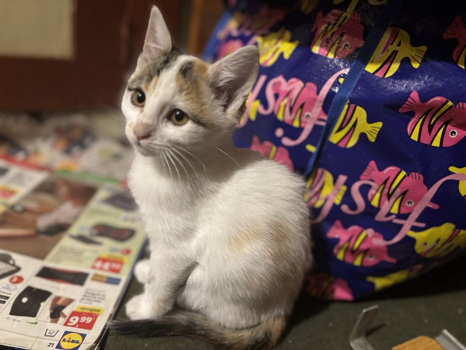 Подарявам котенца!