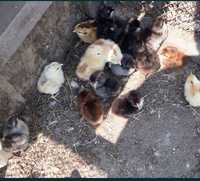 Продам домашних цыплят , возраст - 7 дней