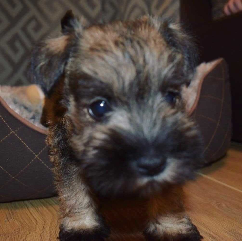 Pui Schnauzer Pitic