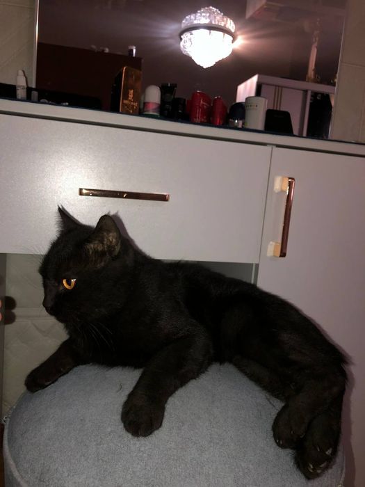 Кот Скотиш страйт продаю