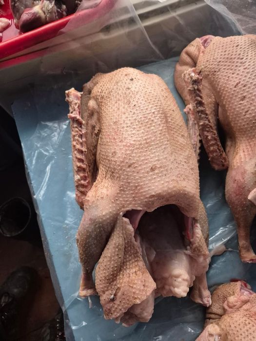 Продам гусей доманих