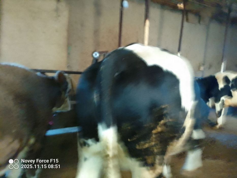 Zottor bogʻoz 6. 7 oyli