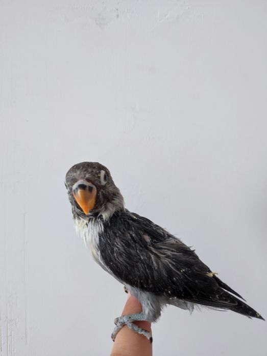 Ruchnoy nerazluchka qora maska sotiladi