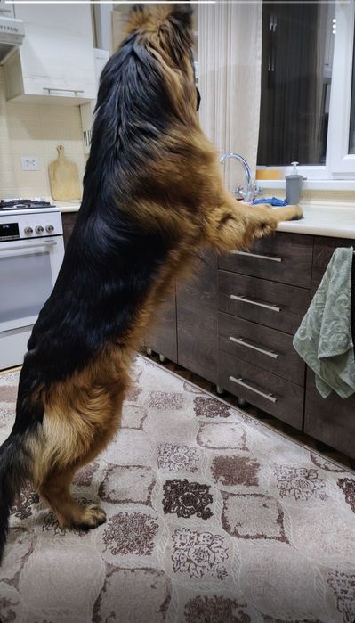 Немецкая овчарка.Вязка.