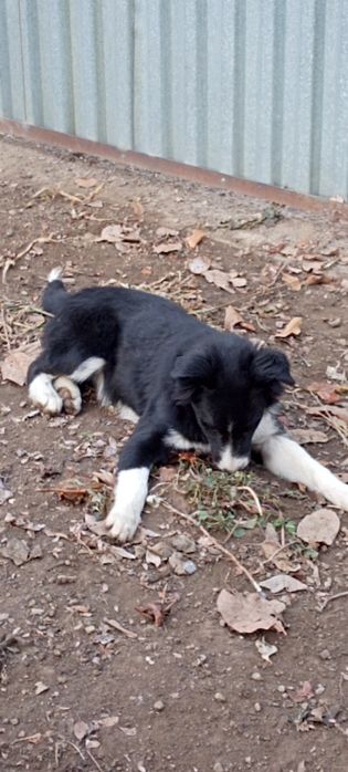 Щенки охранники и компаньоны!