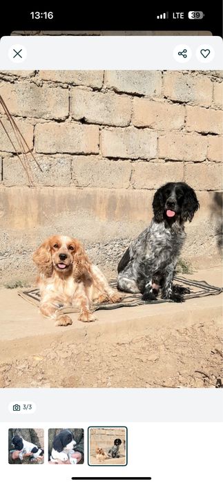 Срочно продается щенок русский спаниела