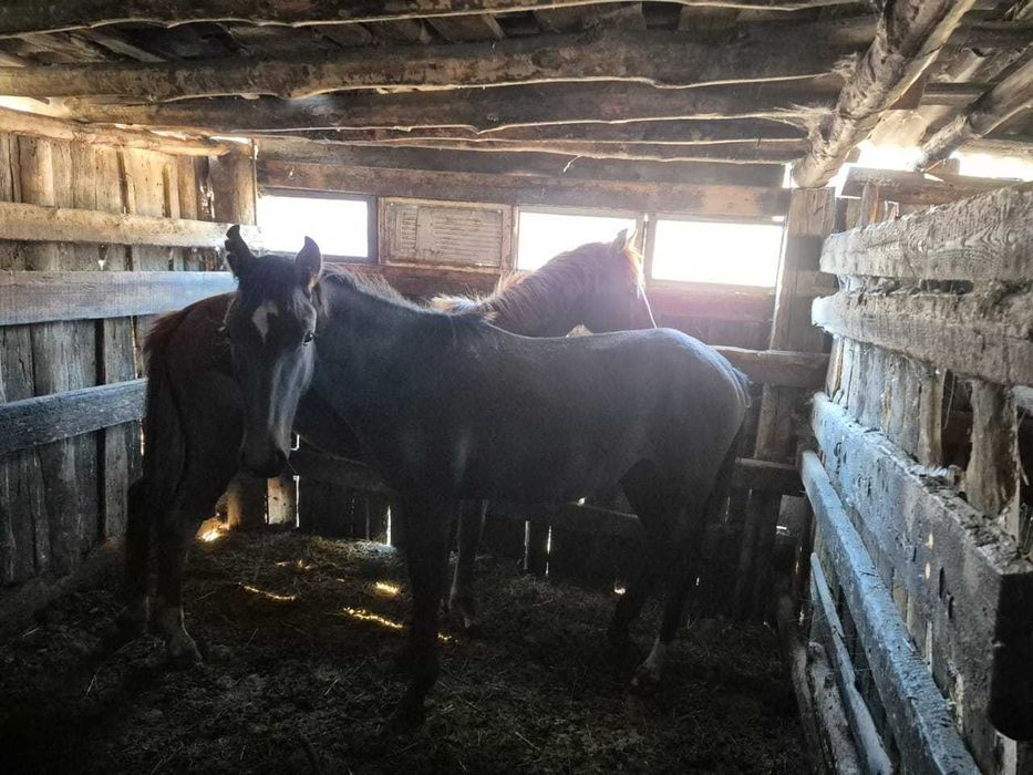 Продам тай (кобылка) 1,7мес., ұлкен биеден тұған. Мендыкаринский район