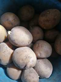 Продам семянной картофель
