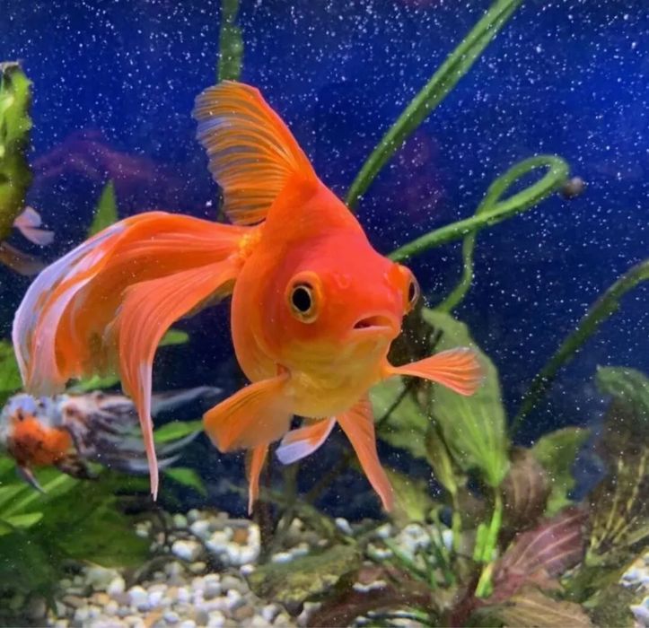 Золотая рыбка аквариумная