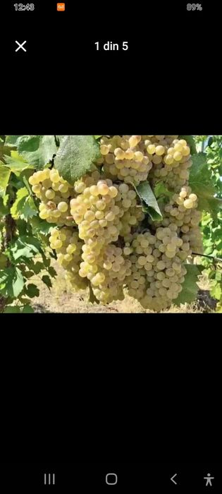 Avem struguri de vin de vrancea Producție 2025