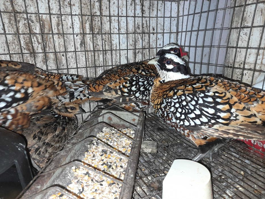 Vand  fazani  Comuni ,Tenebross si Rosu Auriu