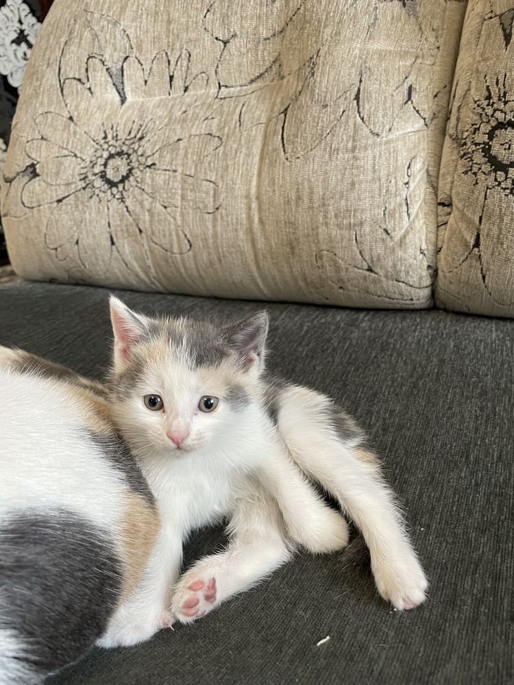 Котята ищут дом.