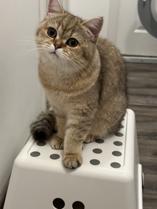 Fetita british shorthair golden superba  !! Certificat PEDIGREE !!
