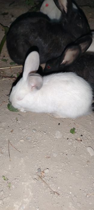 Quyon, Куйон, Кролики