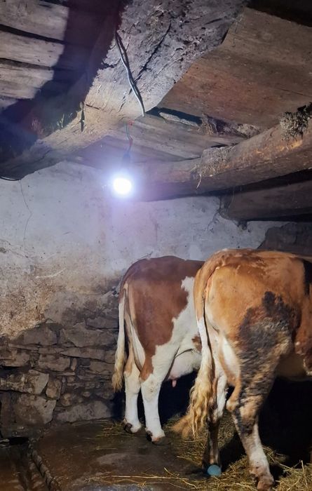 Vând 3 vaci baltate românești