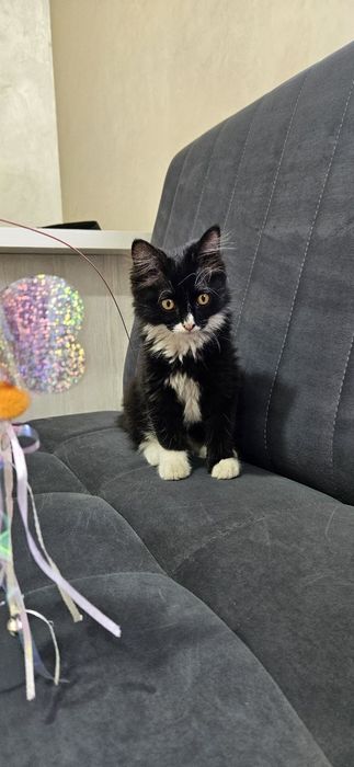 Котенок мальчик 3 месяца