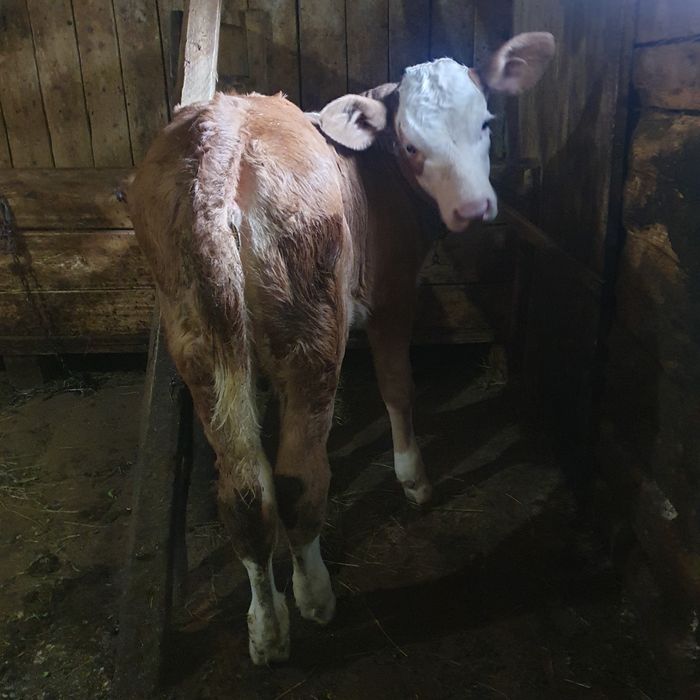 Vacă și vițea de vînzare