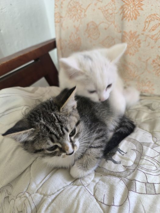 Отдам в хорошие руки кошку с котятами!