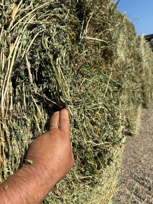 Baloti lucerna  125x125 cm