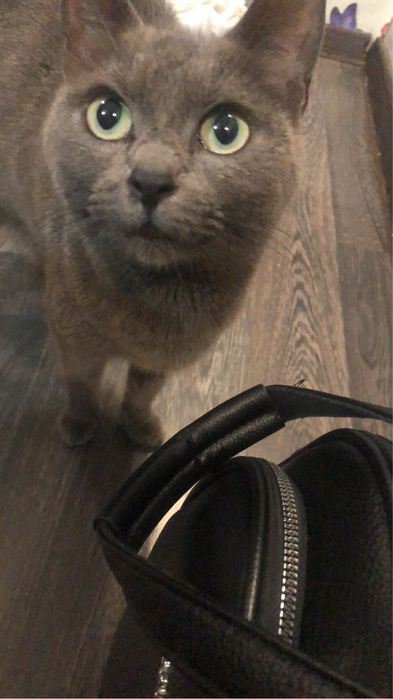 Dau spre adoptie pisica