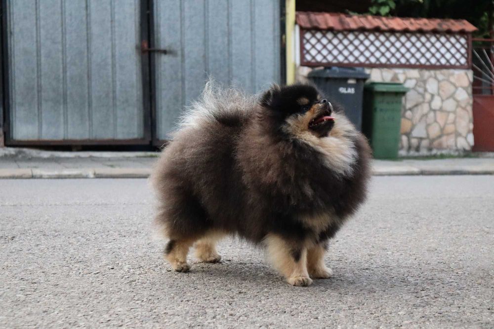 Страхотно момиченце померан с родословие FCI