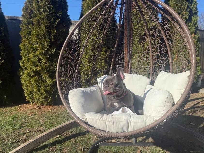 Френски Булдог French Bulldog Blue