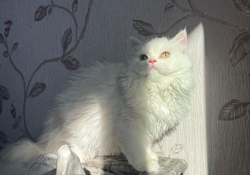 Fetița Scottish Straight