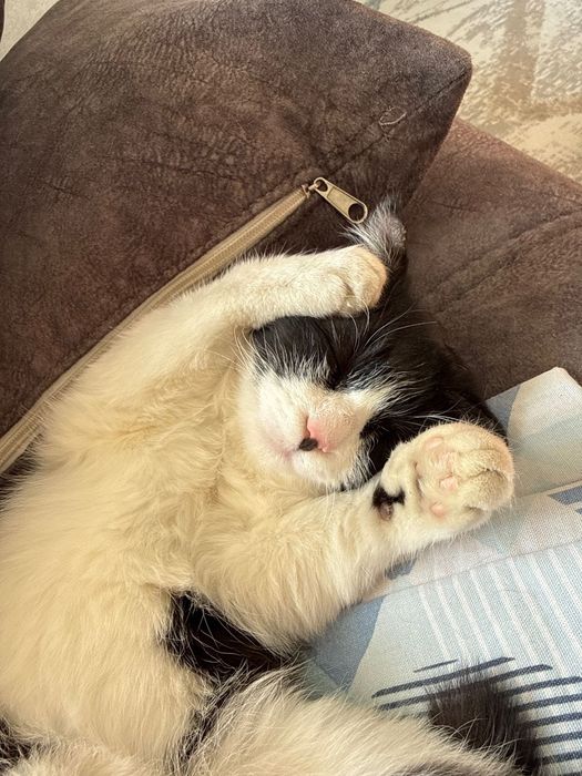 Срочно пристраивается стерилизованная кошечка