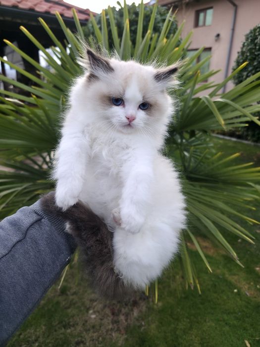 РАГДОЛ/РЕГДОЛ/REGDOL На три месеца женски и мъжки с родословие