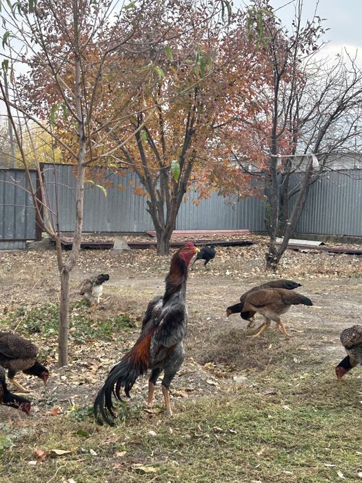 Дакан қораз сатлады