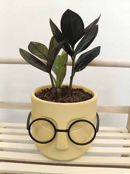 Распродажа комнатных растений! Замиокулькас обычный, равен!