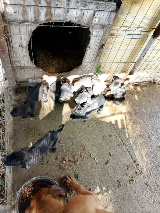 Pui de cățeluși presa Canario